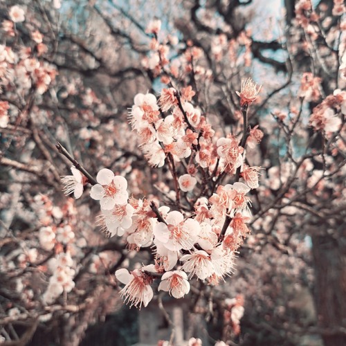 Plum blossom