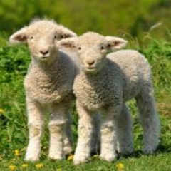 Lente (Prod. Dirtyhoofd)