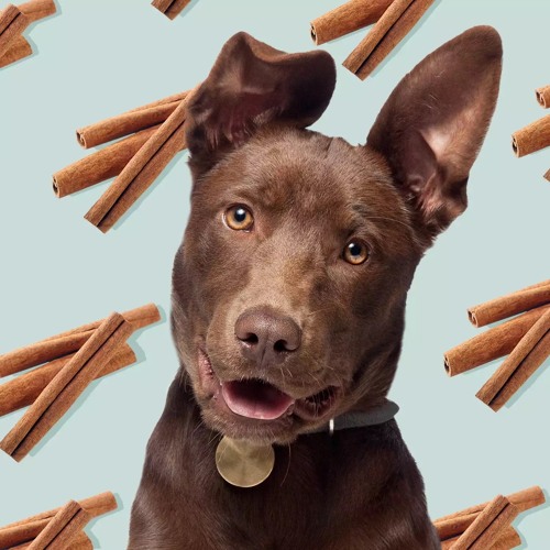 Cinnamon(ElrodthaGod)