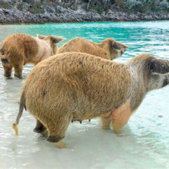 Review Special Price Swimming With Pigs In Nassau Transportation Included