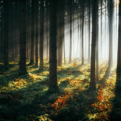 LIGHT THROUGH THE FOREST