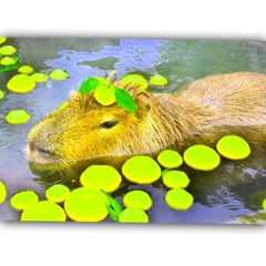 真 カピバラ/HEY高橋