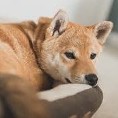 pet