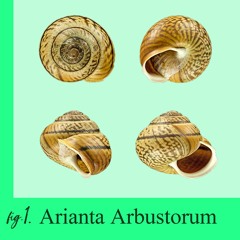 SCHNECKEN DER WELT #1: Arianta Arbustorum (Gefleckte Schnirkelschnecke)