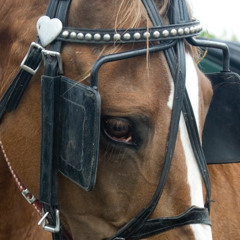 Activities of Daily Living [Rough]