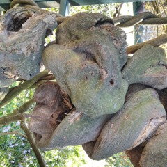 V.S.T. (Stefan Sirbu)