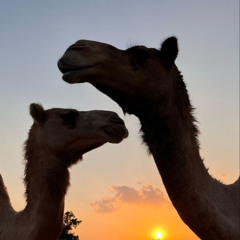 🐪