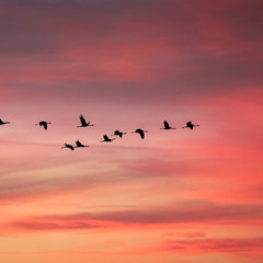 Louis Vierne: A l'Angelus du Soir, Suite bourguignonne, Op.17 No.5, ルイ・ヴィエルヌ ブルゴーニュ組曲 夕暮れの鐘