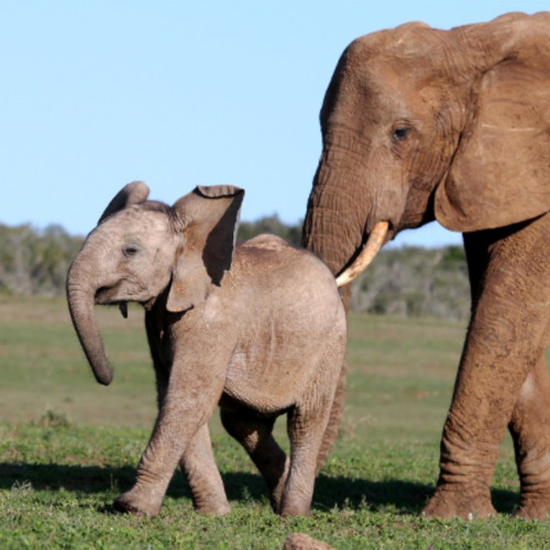 Nudging: Zwischen "wirksamem Regieren" und Manipulation - von Bastian Barucker