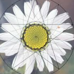 Mahdex - Folding Flower
