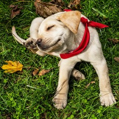 185 - Fall Time, Pets And Ticks