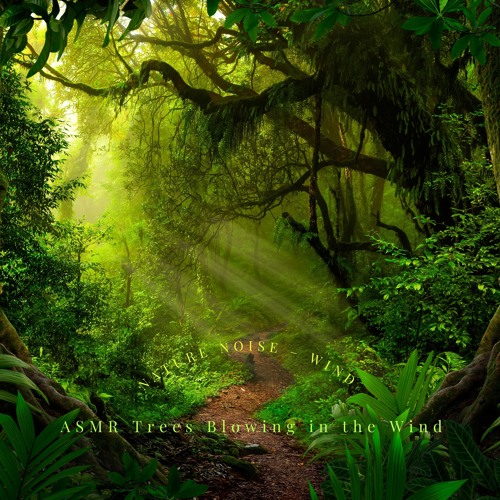 Stream Wind Storms by ASMR Trees Blowing in the Wind | Listen online ...