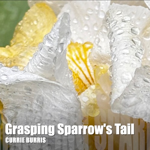 Grasping Sparrow's Tail