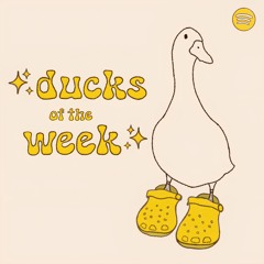 Ducks Of The Week