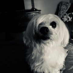 Hi