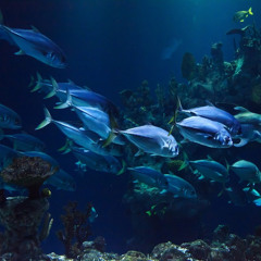 Diving