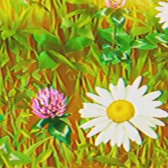 boogie pep - Spring