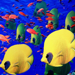 水族館へつれてって  -Take me to the Aquarium-