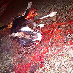 deadcat.jpg
