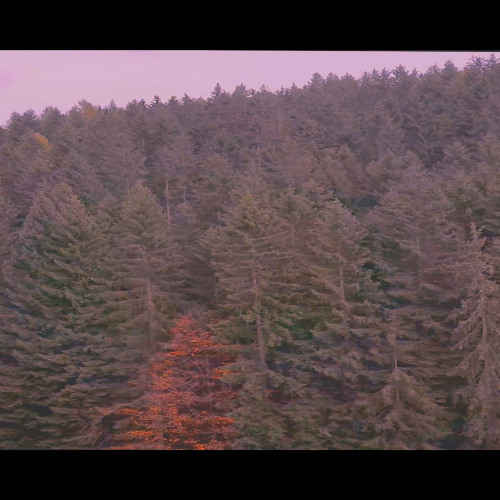 OctaveOrange-Relaxation and Disintegration