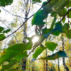 Beautiful Morning