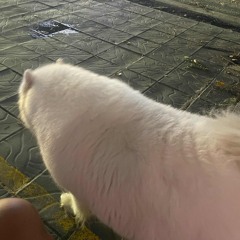 Mat tri nho - NCD DZ  ( Sap di linh )