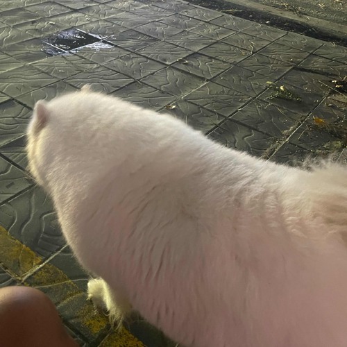 Mat tri nho - NCD DZ  ( Sap di linh )