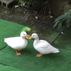 Its been a long, long time (cover - Matthew Ifield, added sounds by- lucler_lucifer)