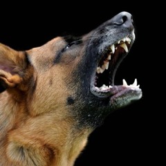 That’s What My Dog Keeps Saying