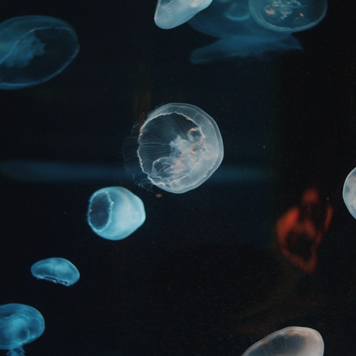 Jelly fish