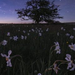 ‎⁨آيه Quran | أجمل تلاوة وأجمل صوت للقارئ / فارس عباد |Quran/Fares Abbad⁩.m4a