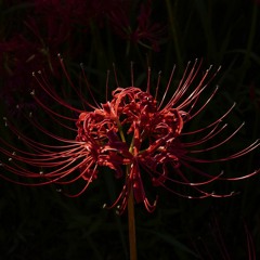 曼殊沙華の歌