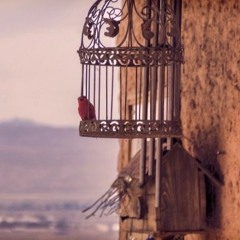 bird cage