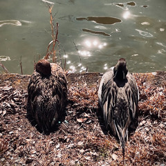 Baby cruising love (Perfume cover)