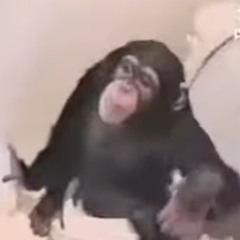 monkey falls into toilet. hilarity ensues.