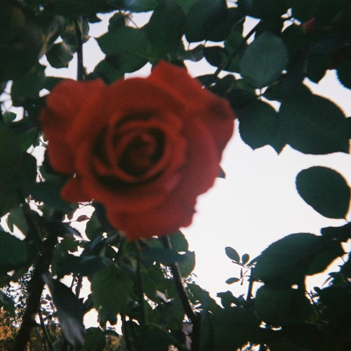 BrainWash(death bed remix) ft.Armadillo & r.m.n