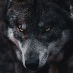 Wolves (Rahdoh Remix)