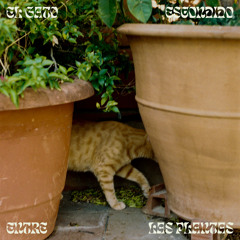 El gato escondido entre las plantas