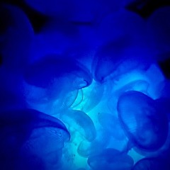 Made in Taiwan (Home Demo)