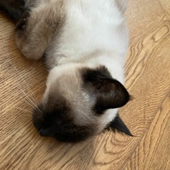 インドネシアから来た人が「東京の夏は無理」って言ってたってさ///A guy from Indonesia said, "Tokyo's summer heat is unbelievable.