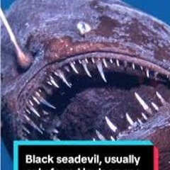 Clip@ full angler fish viral video TIKTOK