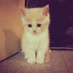 LOSTUYOZ! / COMPRENSION<3