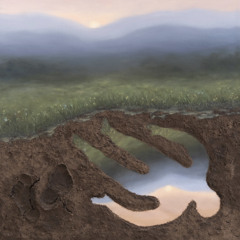 Miškinė Plikaplaiskė