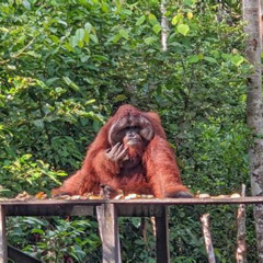 Review Special Price Orangutan Tour Tanjung Puting 3d2n
