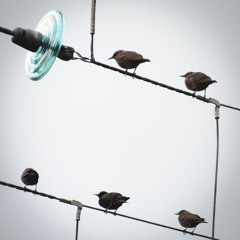 Starlings On The Wire