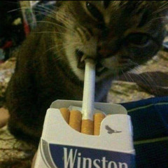 winston синий