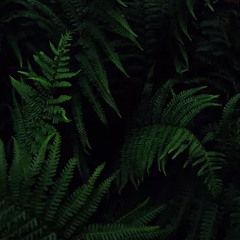 𝖊𝖉𝖊𝖓 - S1E19 (FREE DL)