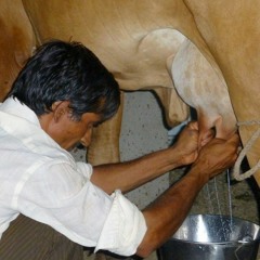 पशुओं को थनेला रोग से बचाने के लिए दूध दोहन की पूर्ण हस्त विधी की जानकारी