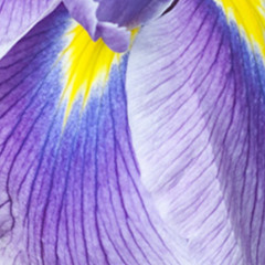 PRIMAVERA PT 2