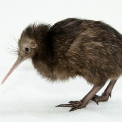 Le Kiwi Austral (Apteryx Australis)